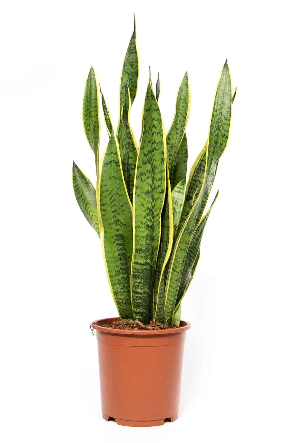 Bogenhanf Pflanze in einem Pflanztopf aus Plastik ohne Hintergrund