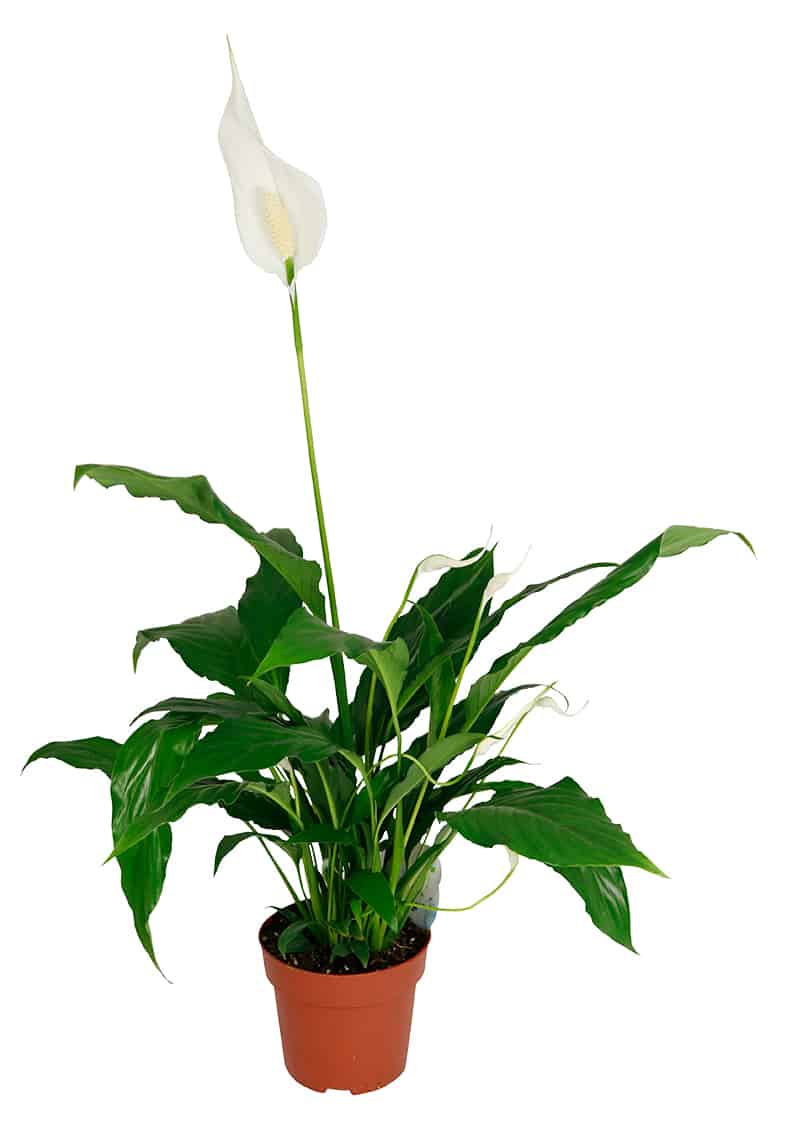 Einblatt Pflanze in einem Pflanztopf aus Plastik ohne Hintergrund