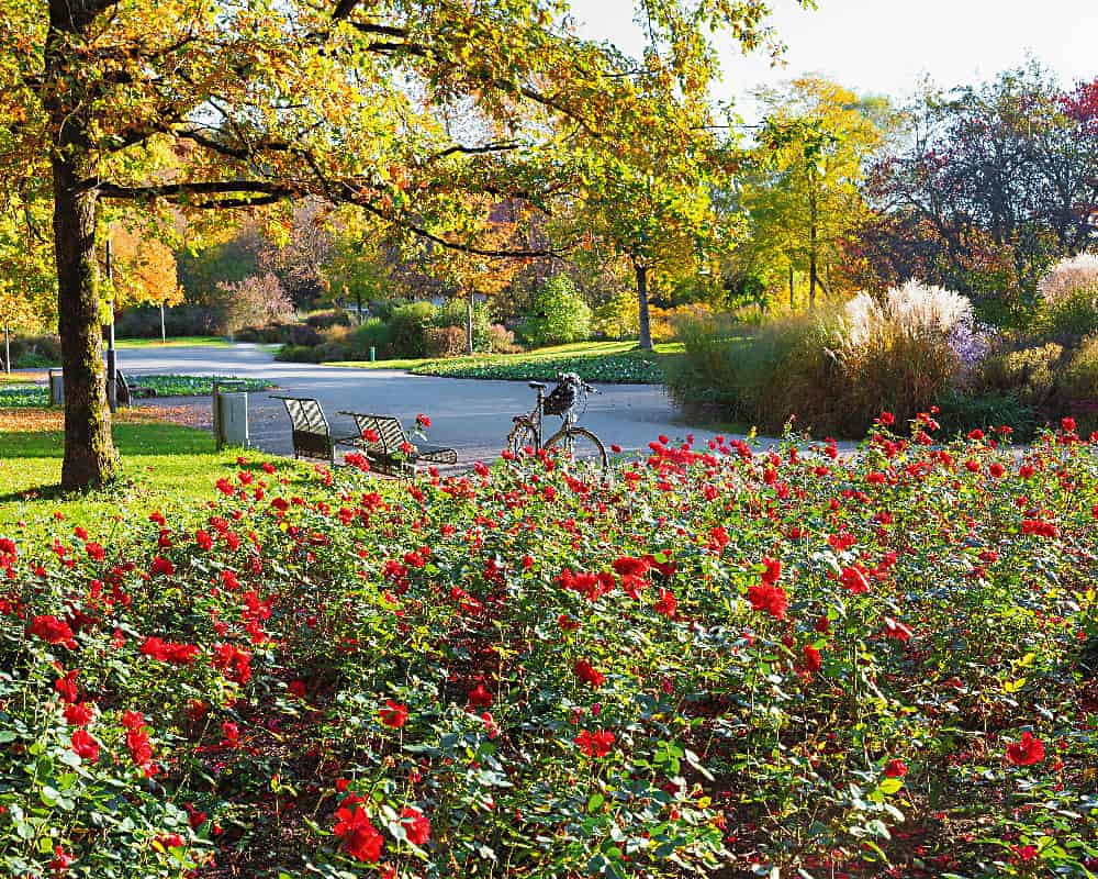 Herbstlandschaft Ostpark München mit blühenden Rosen, Bänken
