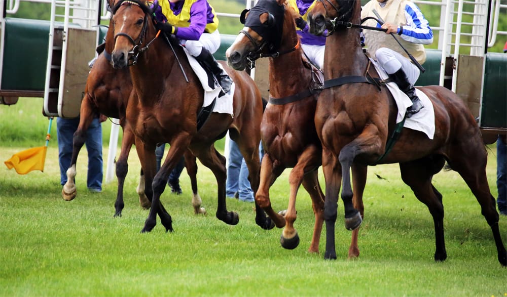 Pferde beim Start bei einem Galopprennen