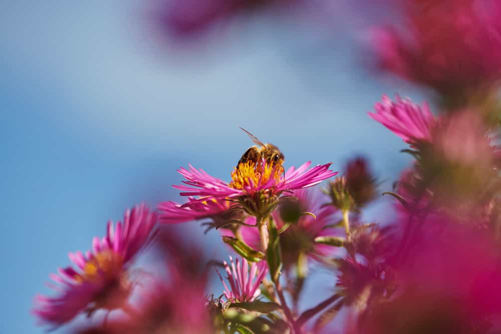 Biene auf einer pinken Blüte