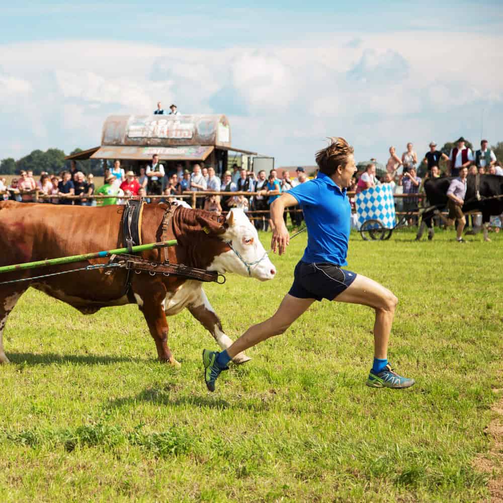 Mann rennt weg von einem Ochsen auf einer Festwiese